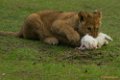 Safaripark Beekse Bergen, Kerstdiner 1e kerstdag